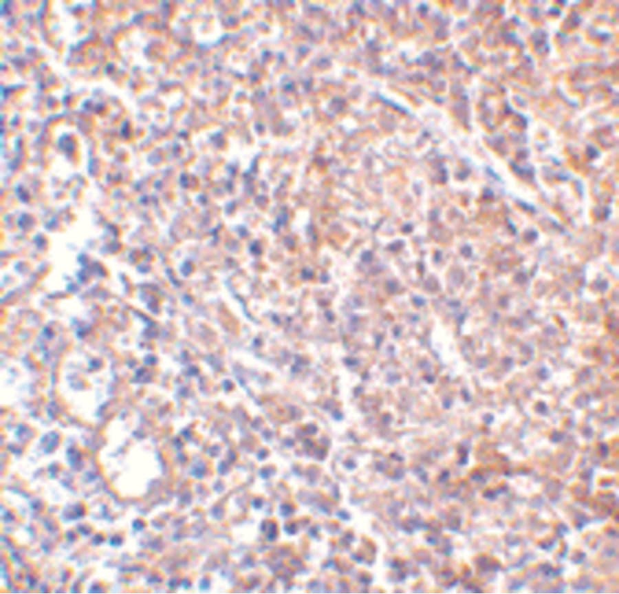 LY96 / MD2 / MD-2 Antibody (clone 9F1B1)