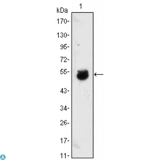 BMP4 Antibody