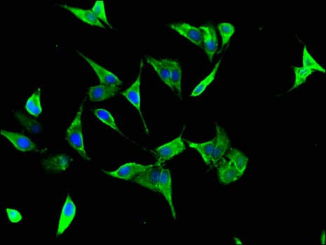 HCF1 / HCFC1 Antibody