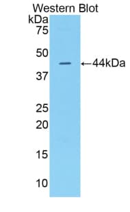 CD40L Antibody (aa111-261, Cy3)