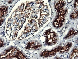 RGS16 Antibody (clone OTI4C9, Carrier-free)