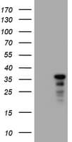 JUN / c-Jun Antibody (clone OTI1B10)