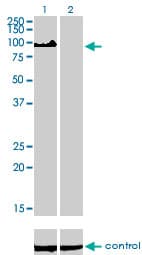 ZHX2 / RAF Antibody (clone 5E2)