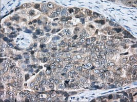 PDE4A / PDE4 Antibody (clone OTI7D11)