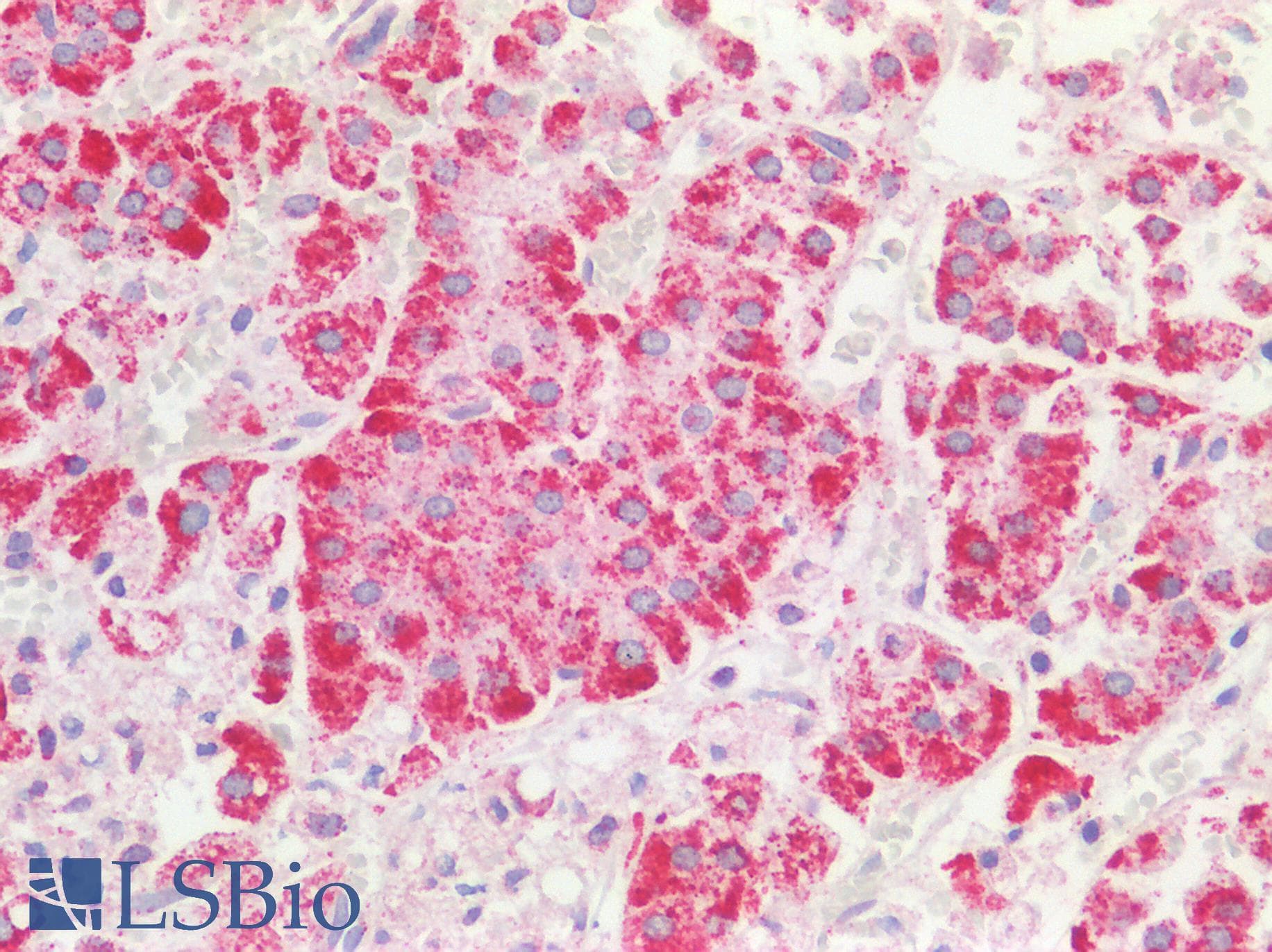 STOML2 Antibody (C-Terminus)