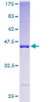 Human PPP1R14A / CPI-17 Protein (Recombinant GST)