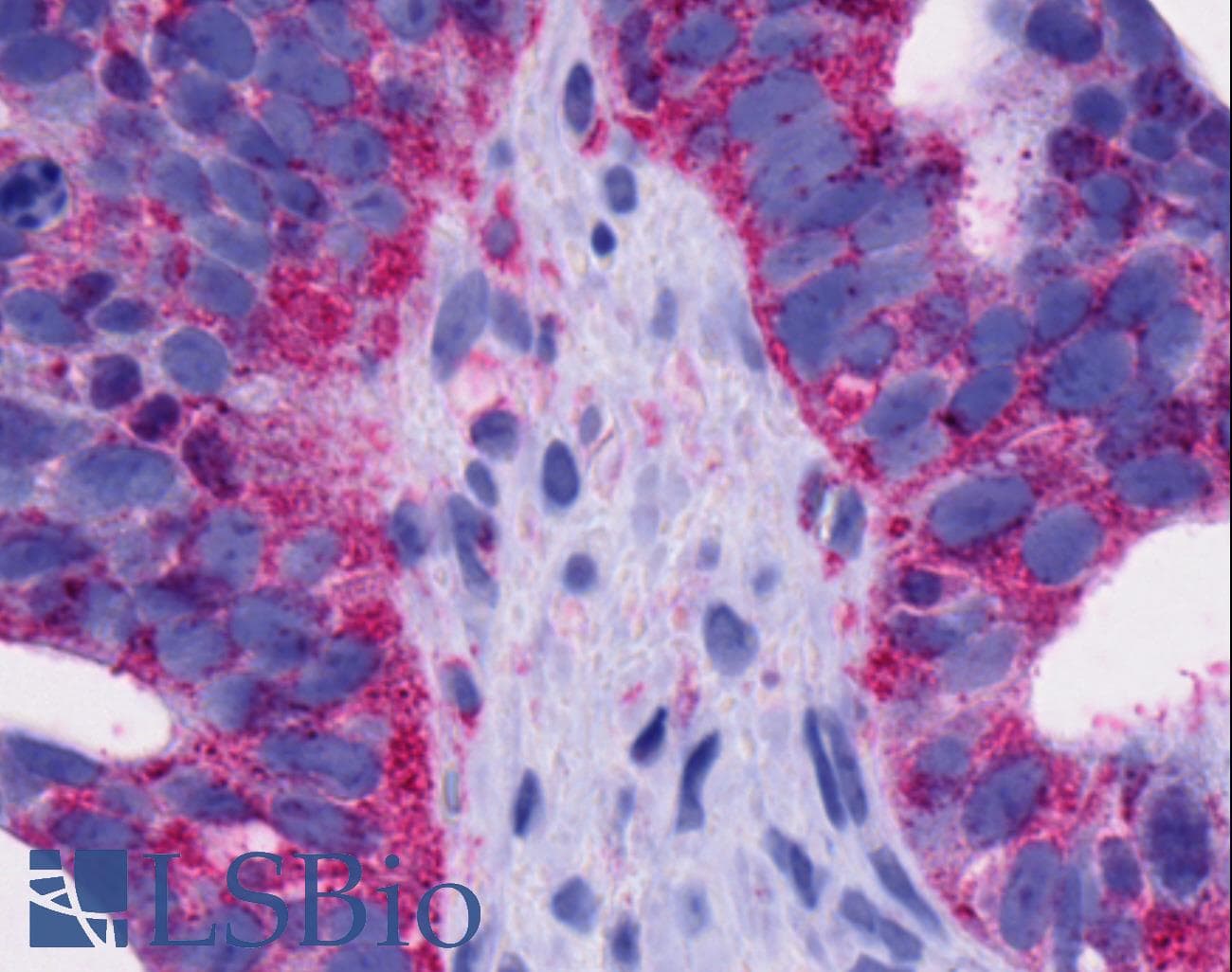 PathPlus™ GPR4 Antibody (Cytoplasmic Domain)