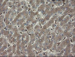 PHF7 Antibody (clone OTI1G9)