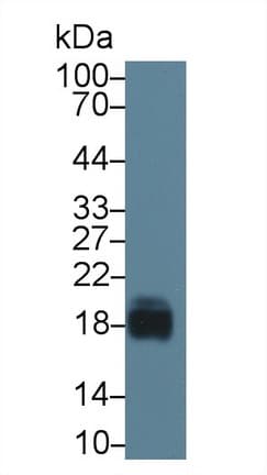 CD59 Antibody (aa26-98)
