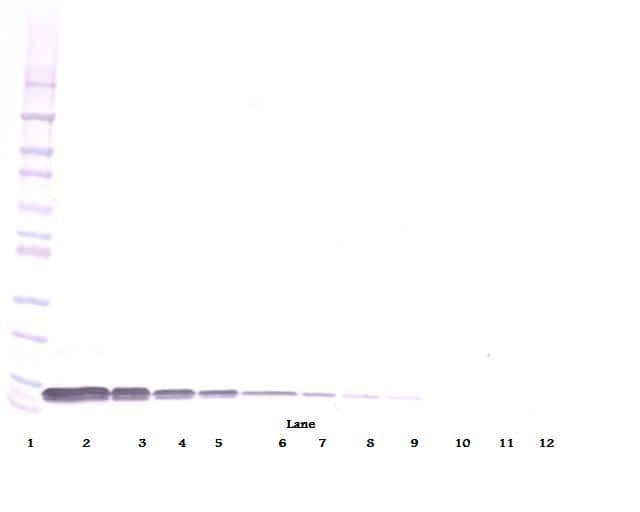 SDF1 / CXCL12 Antibody