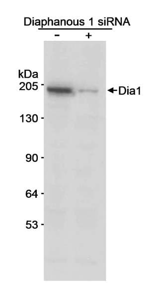 DIAPH1 Antibody (aa1200-C-term)
