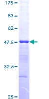 Human HDAC3 Protein (Recombinant GST, N-terminus)