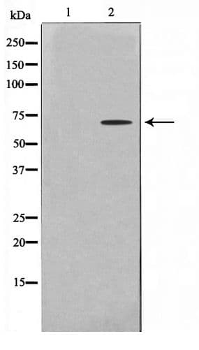 Polyclonal Rabbit anti-Human PHF1 Antibody (WB)