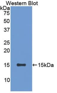 SFRP5 Antibody (aa45-162, APC)