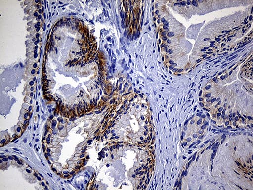 EGF Antibody (aa1054-1207, clone OTI2F9, Carrier-free)