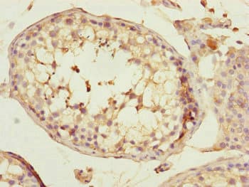 SPICE1 / CCDC52 Antibody