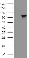 KIF2C / MCAK Antibody (clone OTI1C5)