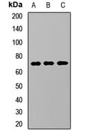 KREMEN1 / KREMEN-1 Antibody