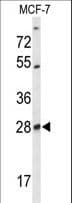 Polyclonal Rabbit anti-Human SELT / Selenoprotein T Antibody (aa48-75, WB)