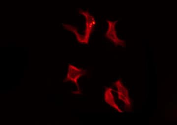OR4A16 Antibody