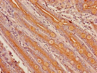 CYP3A4 / Cytochrome P450 3A4 Antibody