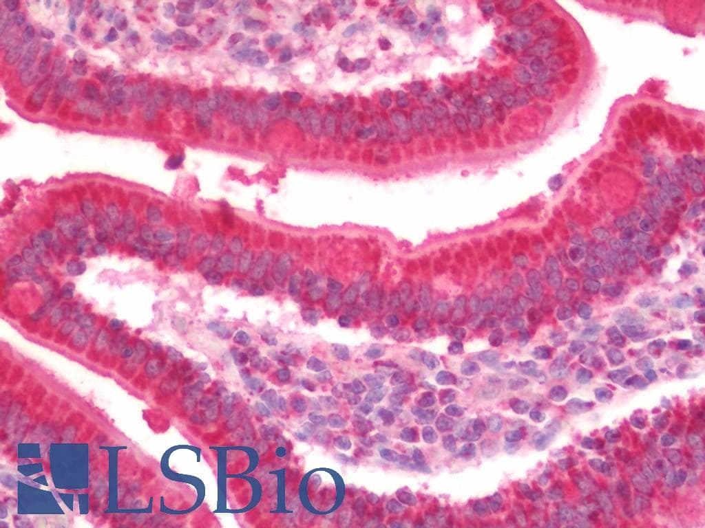 IHC-plus™ CS / Citrate Synthase Antibody