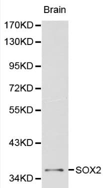SOX2 Antibody