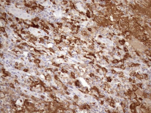 P40PHOX / NCF4 Antibody (clone OTI4B5)