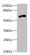 Polyclonal Rabbit anti-Human NRXN3 Antibody (IHC, WB)