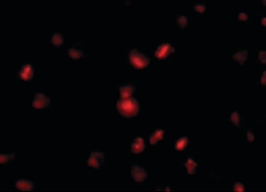 IHC-plus™ Polyclonal Rabbit anti-Human NUP107 Antibody (IHC, IF, WB)
