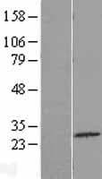 C4orf22 Protein (Over-Expression Lysate Myc-DDK (Flag))