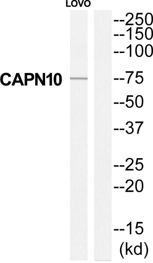CAPN10 / Calpain 10 Antibody
