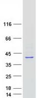 Human RRAGB / RAGB Protein (Recombinant Myc-DDK (Flag))