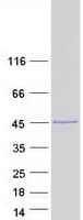 Human EN2 Protein (Recombinant Myc-DDK (Flag))