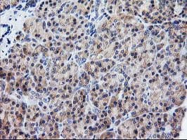 ATG3 Antibody (clone OTI4F6)