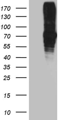 Monoclonal Mouse anti-Human FUBP3 Antibody (clone OTI4D8, aa2-572, WB)