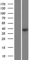 FAM228B Protein (Over-Expression Lysate Myc-DDK (Flag))
