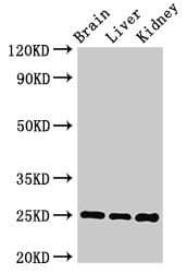 VAMP7 / SYBL1 / T1 VAMP Antibody