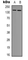 TNKS1BP1 / TAB182 Antibody (C-Terminus)