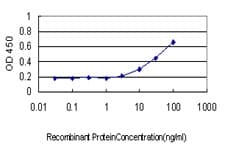Monoclonal Mouse anti-Human RPL13 / Ribosomal Protein L13 Antibody (clone 3F6, IF, WB)