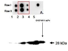 Escherichia coli O157 Antibody (Preservative Free, Biotin)