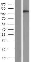 SYNE3 / C14orf49 Protein (Over-Expression Lysate Myc-DDK (Flag))