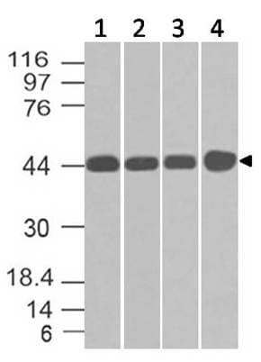 NDRG1 Antibody