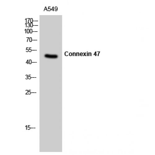 Polyclonal Rabbit anti-Human GJC2 Antibody (40-120 aa, N-terminal, IF, WB)