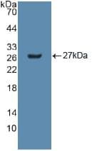 GSTM2 Antibody (aa3-218)