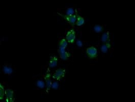 CD3E Antibody (clone OTI3E10, Carrier-free)