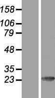 KCNIP3 / Dream / Calsenilin Protein (Over-Expression Lysate Myc-DDK (Flag))