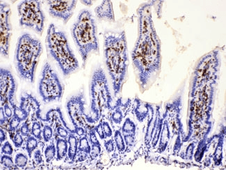 DHODH Antibody