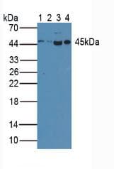 CASP1 / Caspase 1 Antibody (aa120-297, Biotin)