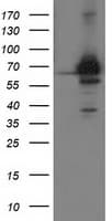 COASY Antibody (clone OTI3D5, Carrier-free)